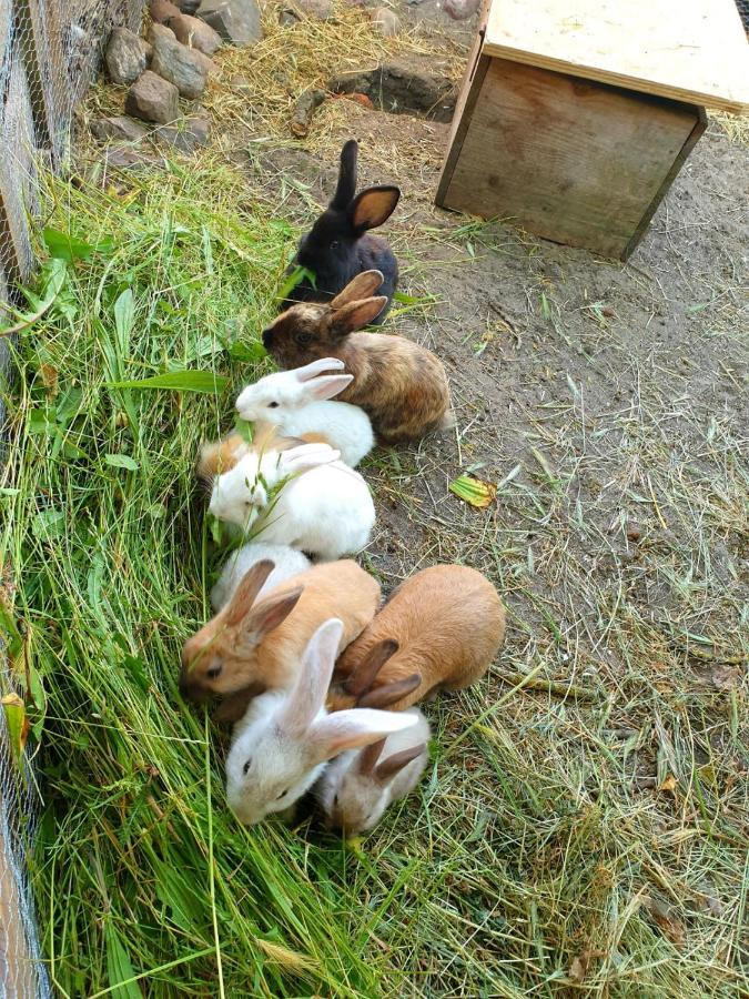 Bensdorfer Muehle - Auszeit In Brandenburg Apartment Bagian luar foto